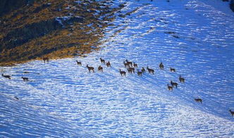 生態(tài)環(huán)境改善 新疆溫泉縣北山羊多起來(lái)