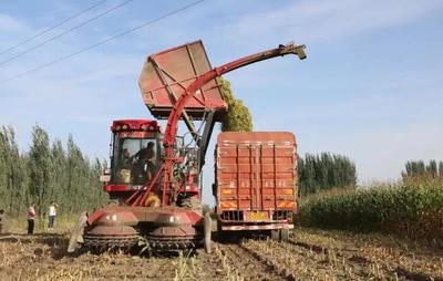 新疆阿瓦提縣 秸稈青貯助力增收環保雙贏